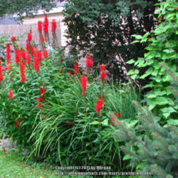 Location: IL
Date: 2010-07-30
My cardinal flowers do very well in this location with other bogg
