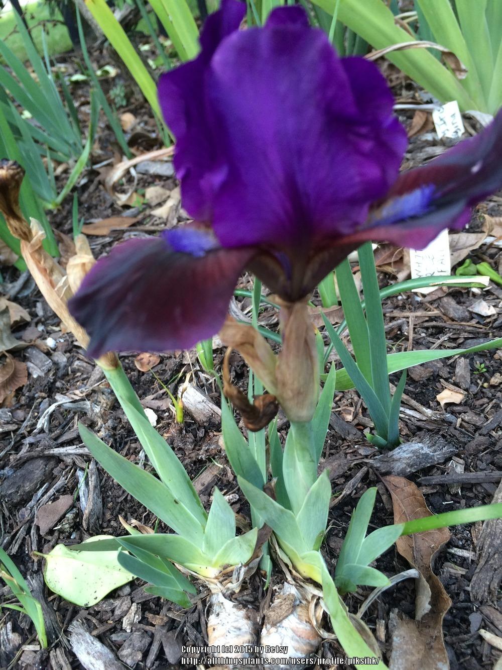 Photo of Standard Dwarf Bearded Iris (Iris 'Plum Wine') uploaded by piksihk