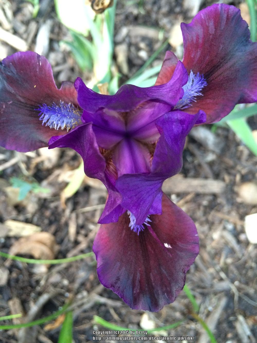 Photo of Standard Dwarf Bearded Iris (Iris 'Plum Wine') uploaded by piksihk