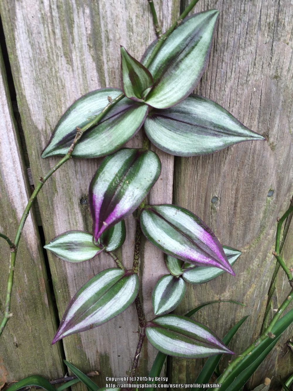 Photo of Inch Plant (Tradescantia zebrina) uploaded by piksihk