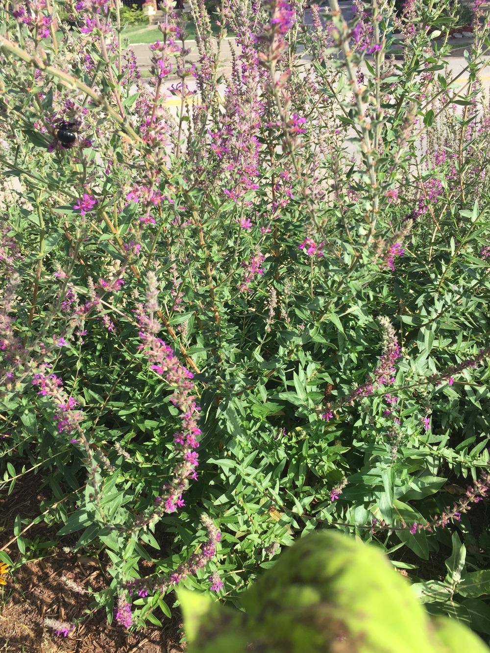 Photo of Purple Loosestrife (Lythrum salicaria) uploaded by woodenman12