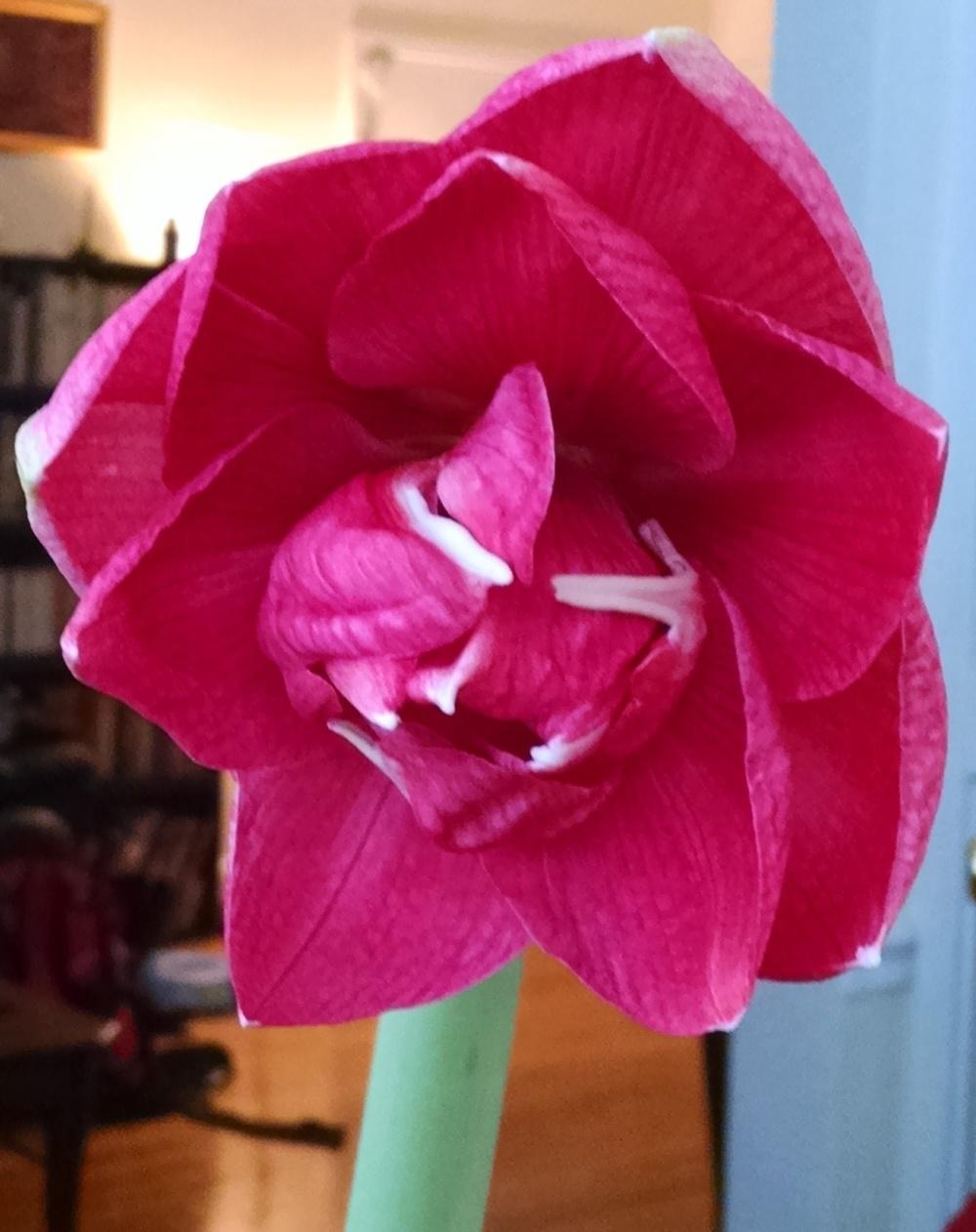 Photo of Amaryllis (Hippeastrum 'Double Dream') uploaded by Catmint20906