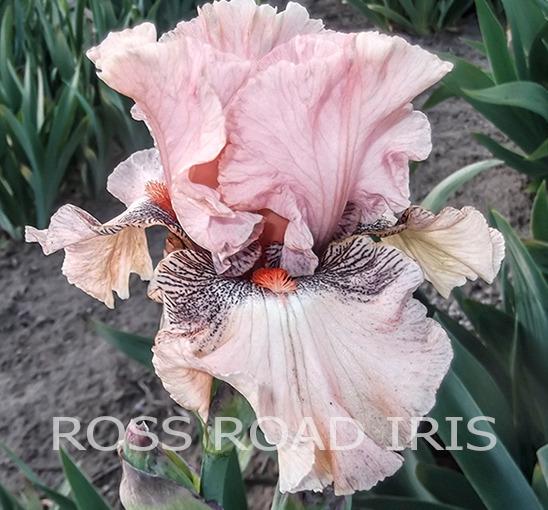 Photo of Tall Bearded Iris (Iris 'Cheating Heart') uploaded by Weiser