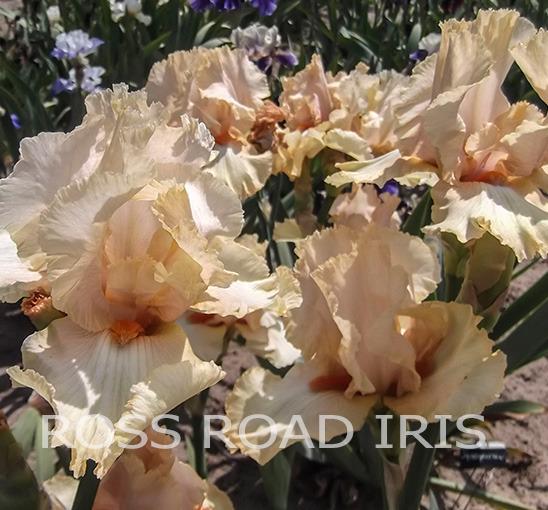 Photo of Tall Bearded Iris (Iris 'Somsee Somsigh') uploaded by Weiser