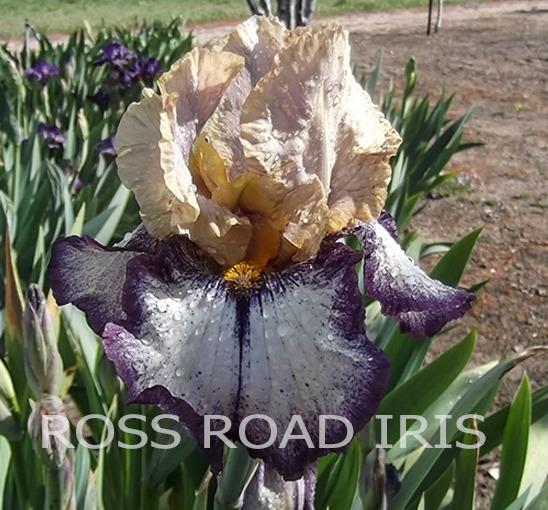 Photo of Tall Bearded Iris (Iris 'Point Made') uploaded by Weiser