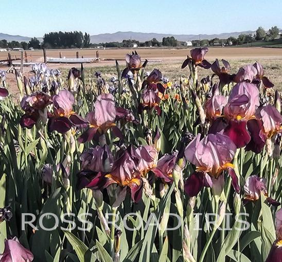 Photo of Tall Bearded Iris (Iris 'Indian Chief') uploaded by Weiser