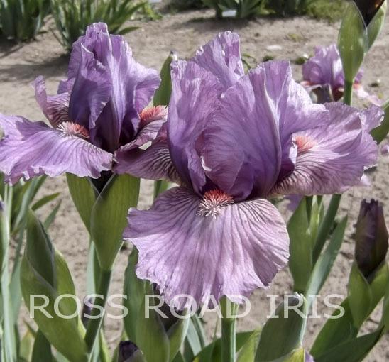 Photo of Intermediate Bearded Iris (Iris 'Miss Mauve') uploaded by Weiser