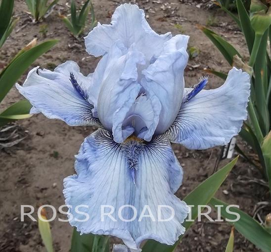 Photo of Tall Bearded Iris (Iris 'Ty Blue') uploaded by Weiser