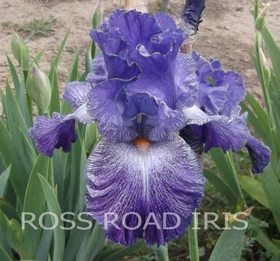 Photo of Tall Bearded Iris (Iris 'Palm Reader') uploaded by Weiser