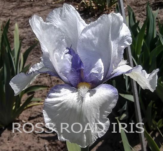 Photo of Tall Bearded Iris (Iris 'New Tomorrow') uploaded by Weiser