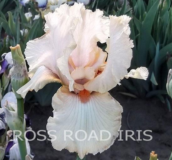 Photo of Tall Bearded Iris (Iris 'Somsee Somsigh') uploaded by Weiser