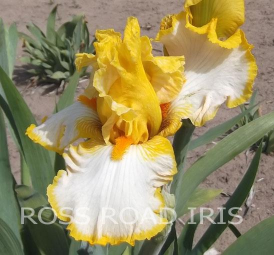 Photo of Tall Bearded Iris (Iris 'Sunrise Elegy') uploaded by Weiser