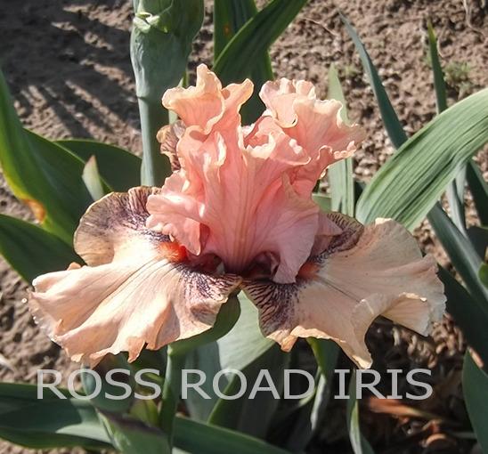 Photo of Tall Bearded Iris (Iris 'Cheating Heart') uploaded by Weiser