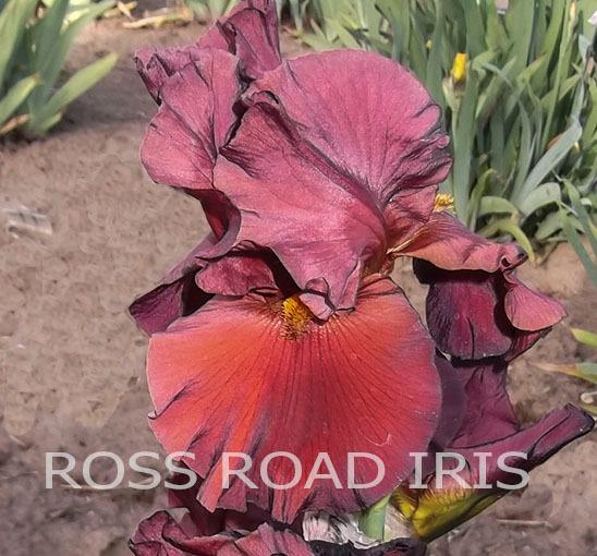 Photo of Tall Bearded Iris (Iris 'War Chief') uploaded by Weiser