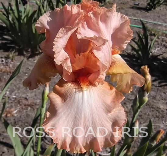 Photo of Tall Bearded Iris (Iris 'Peach Brandy') uploaded by Weiser