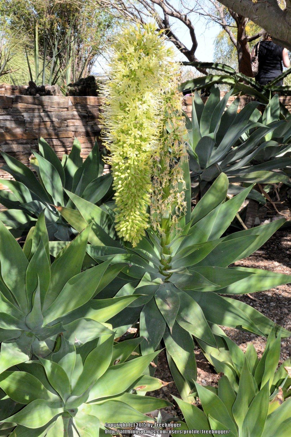 Photo of Foxtail Agave (Agave attenuata) uploaded by treehugger