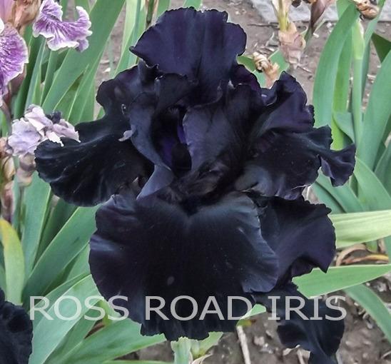 Photo of Tall Bearded Iris (Iris 'Total Darkness') uploaded by Weiser
