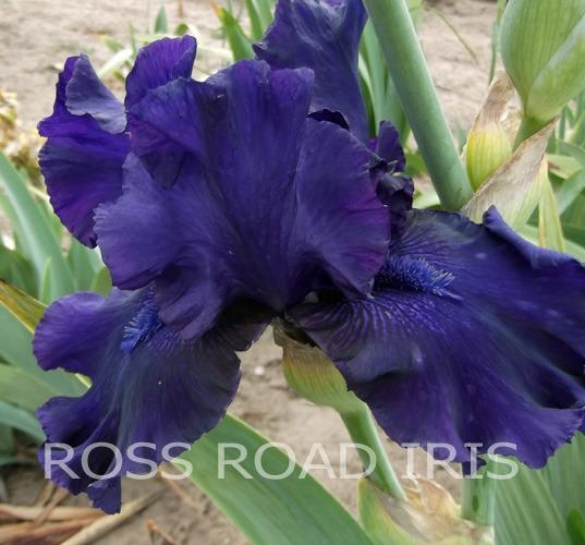 Photo of Tall Bearded Iris (Iris 'Mister Bigun') uploaded by Weiser