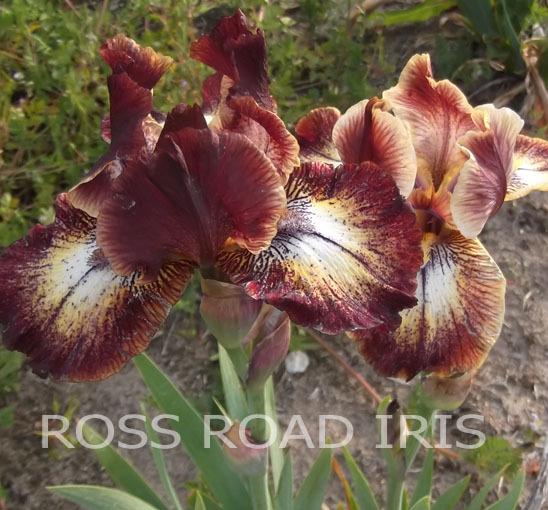 Photo of Intermediate Bearded Iris (Iris 'Redondo') uploaded by Weiser