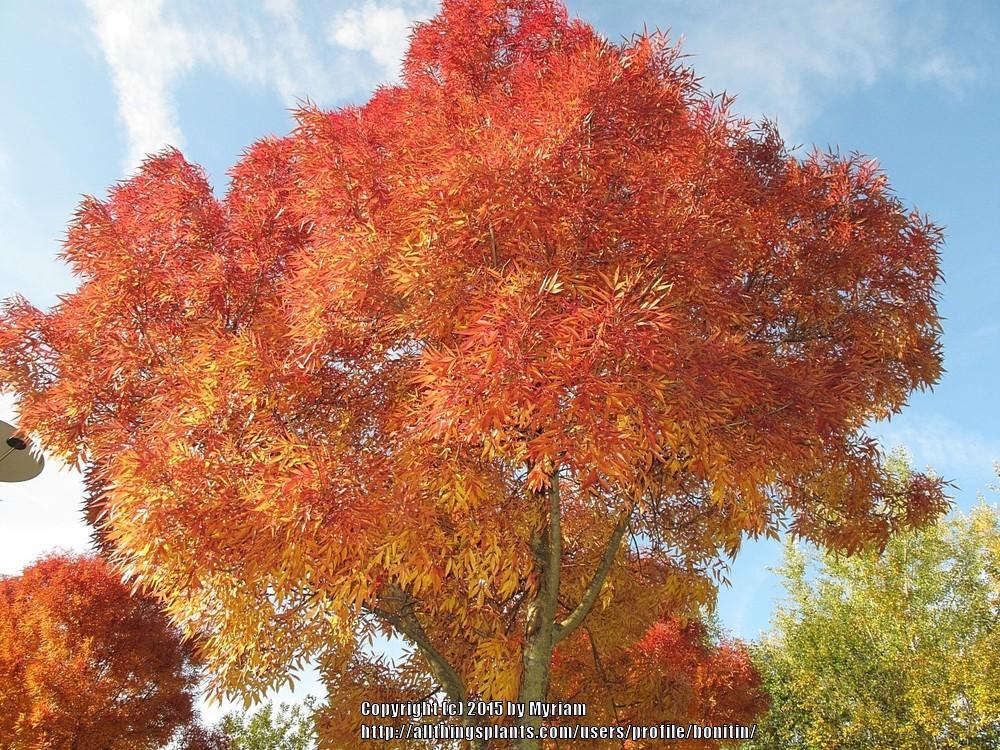 Photo of the leaves of Raywood Ash (Fraxinus angustifolia 'Raywood