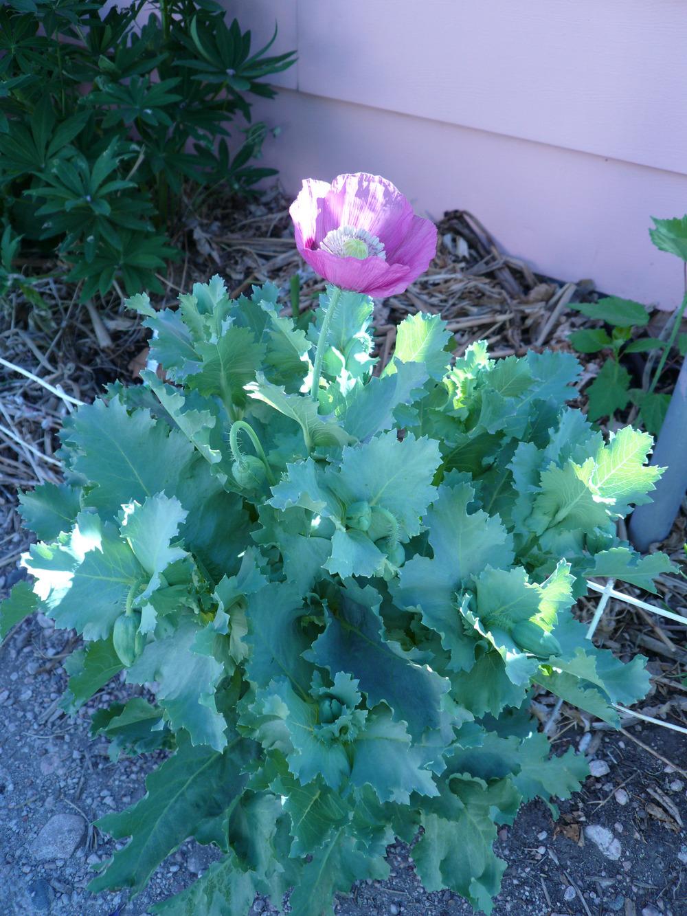 Photo of Opium Poppy (Papaver somniferum) uploaded by MrsBinWY