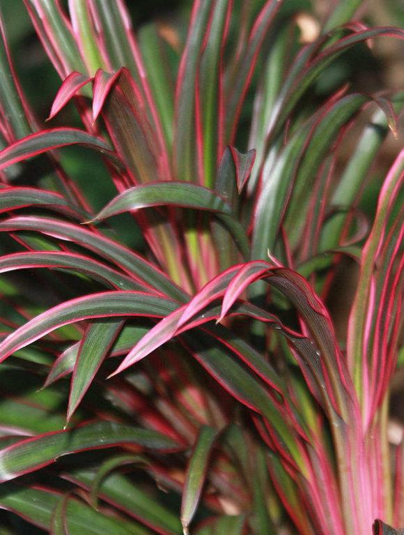 Photo of Cordyline 'Fairchild Red' uploaded by ScotTi