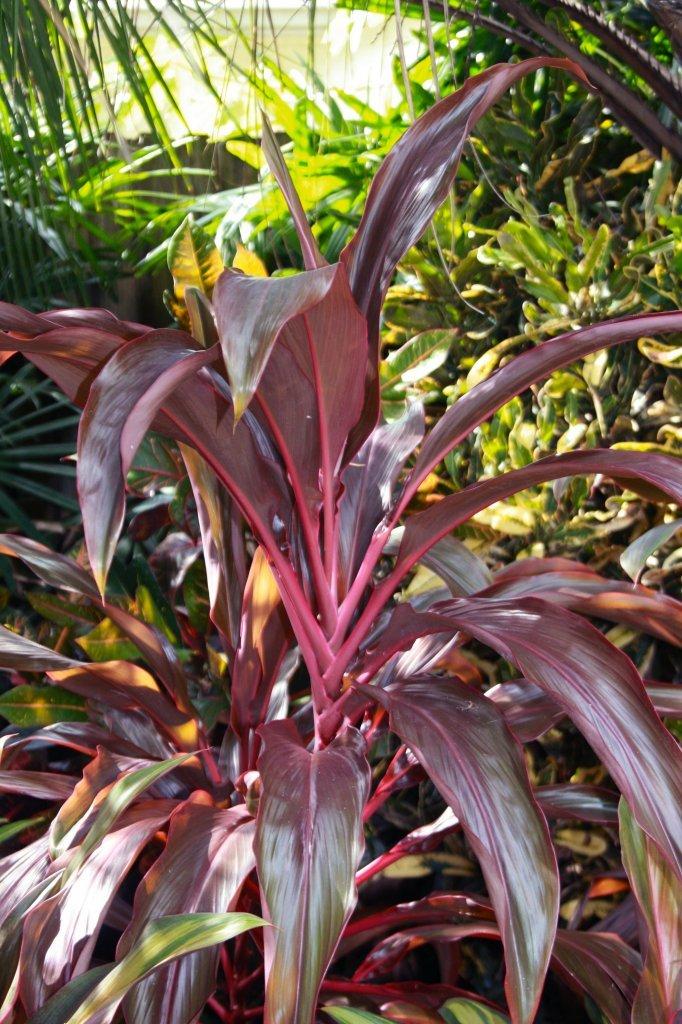 Photo of Ti Plant (Cordyline fruticosa 'Rooster Tail') uploaded by ScotTi