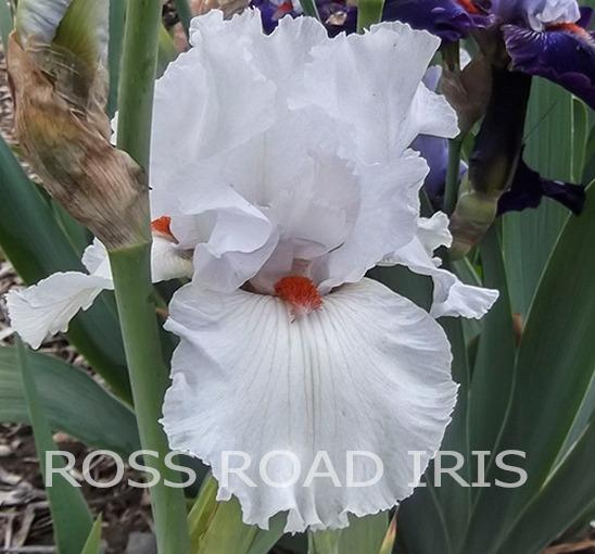 Photo of Tall Bearded Iris (Iris 'Arctic Fox') uploaded by Weiser