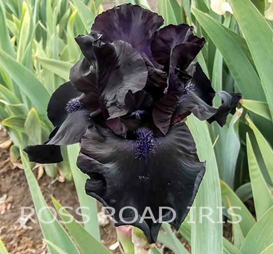 Photo of Tall Bearded Iris (Iris 'Midnight Oil') uploaded by Weiser