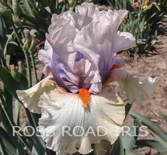 Photo of Tall Bearded Iris (Iris 'Opposing Forces') uploaded by Weiser
