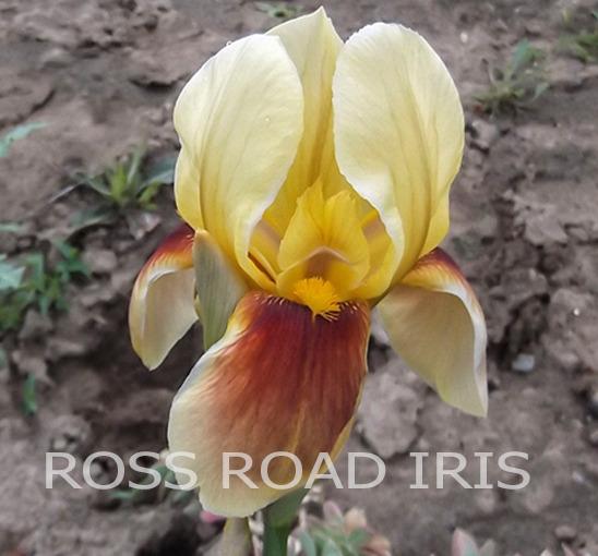 Photo of Tall Bearded Iris (Iris 'Fast Track') uploaded by Weiser