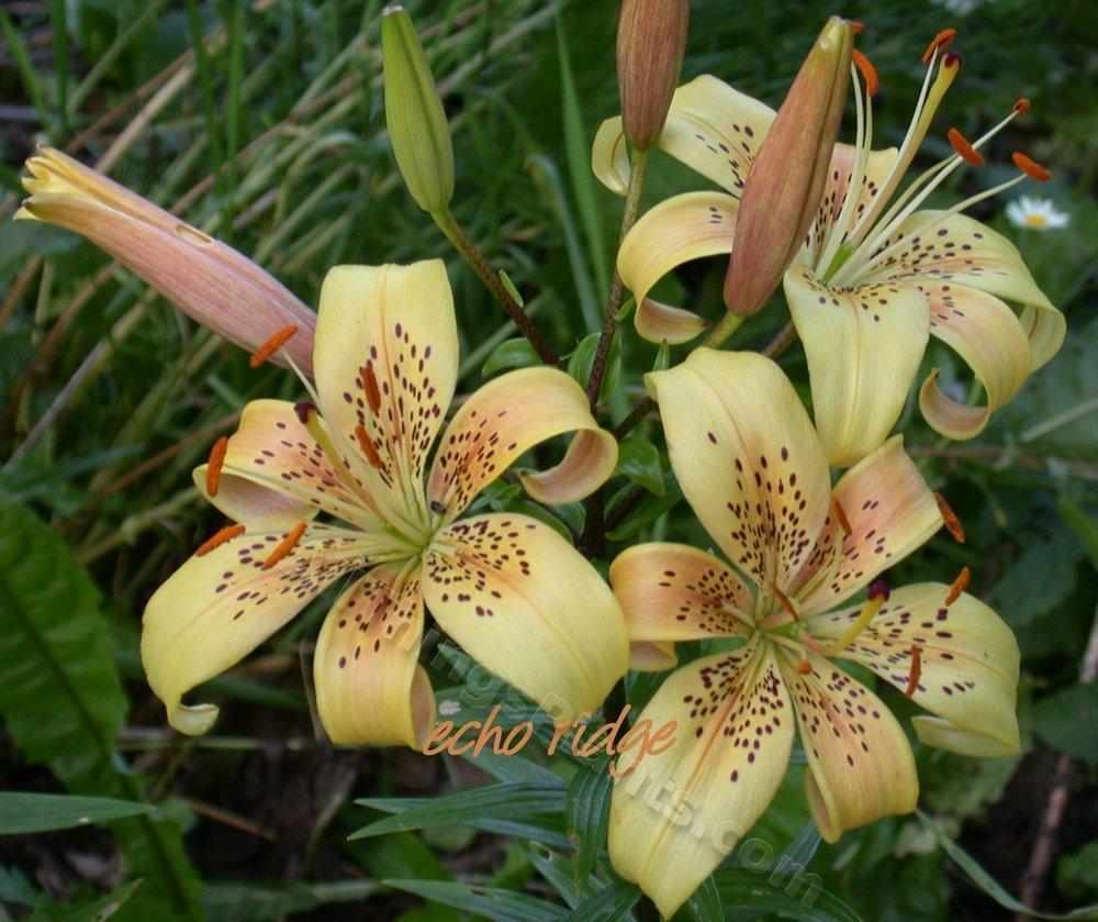 Photo of Lily (Lilium 'Indian Brave') uploaded by echoes