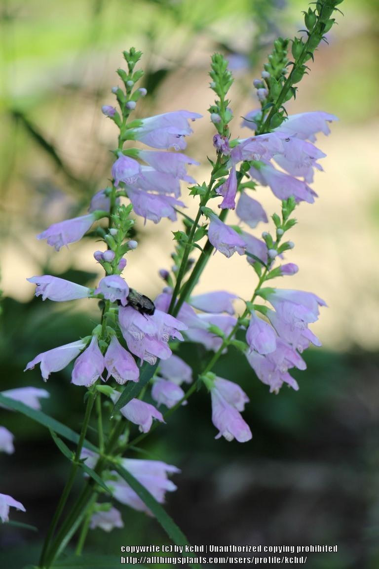 Photo of Obedient Plant (Physostegia angustifolia) uploaded by kchd