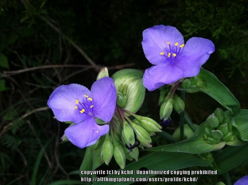 Photo of Spiderwort (Tradescantia ohiensis) uploaded by kchd