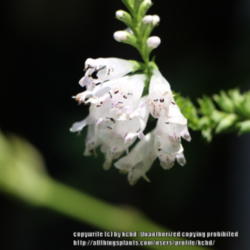 Location: Mississippi
Date: 2014-06-21
Narrowleaf obedientplant blooms in early summer