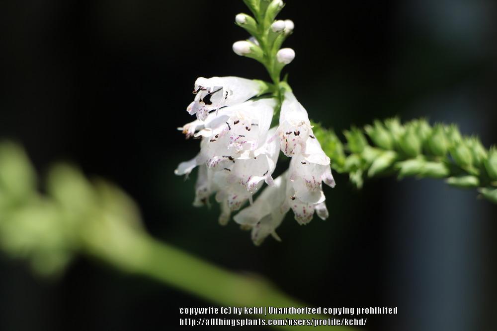 Photo of Obedient Plant (Physostegia angustifolia) uploaded by kchd