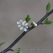 Early blooms in spring, immediately preceeding leaf out