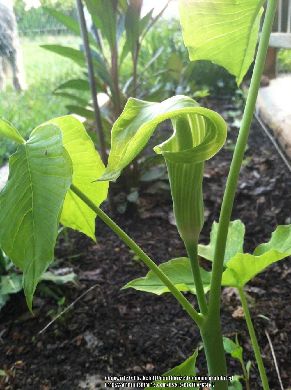 Photo of Jack in the Pulpit (Arisaema triphyllum) uploaded by kchd
