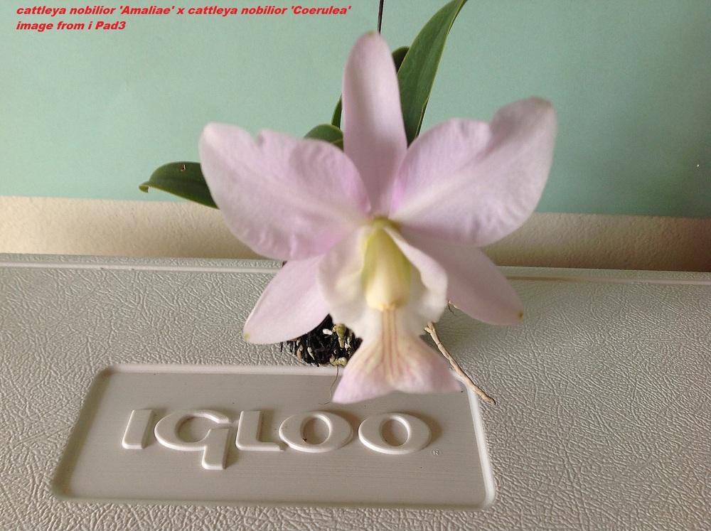 Photo of Orchid (Cattleya nobilior) uploaded by prabhisetty