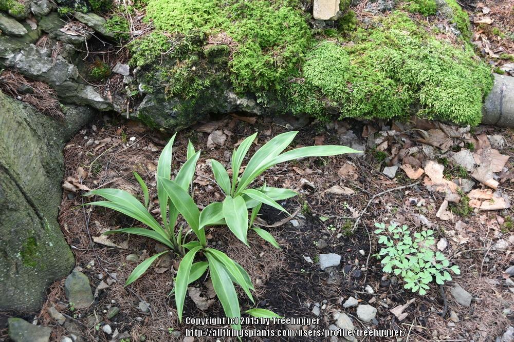 Photo of False Lily-of-the-Valley (Speirantha gardenii) uploaded by treehugger