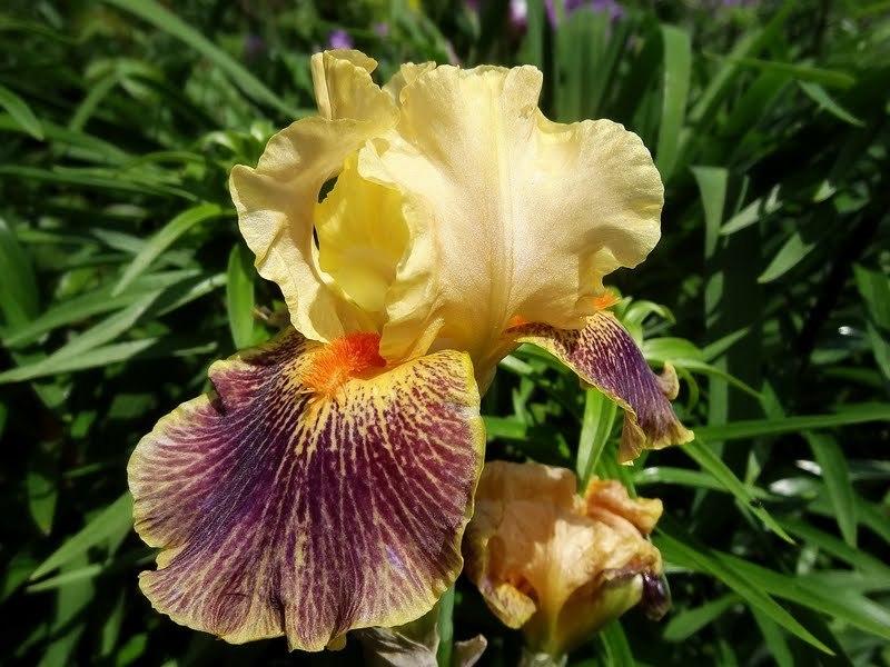 Photo of Intermediate Bearded Iris (Iris 'Delirium') uploaded by Orsola