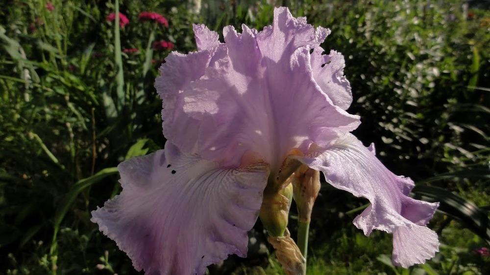 Photo of Tall Bearded Iris (Iris 'Grand Waltz') uploaded by Orsola