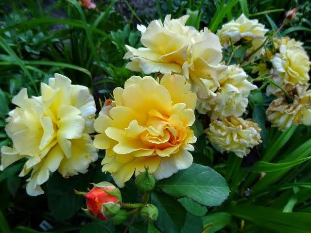 Photo of Rose (Rosa 'Postillion') uploaded by Orsola