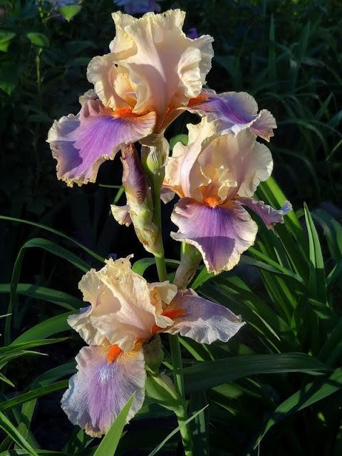 Photo of Tall Bearded Iris (Iris 'Colette Thurillet') uploaded by Orsola