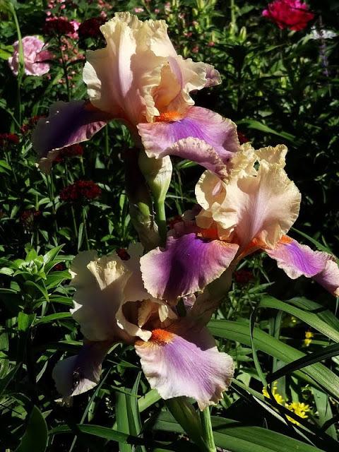 Photo of Tall Bearded Iris (Iris 'Colette Thurillet') uploaded by Orsola