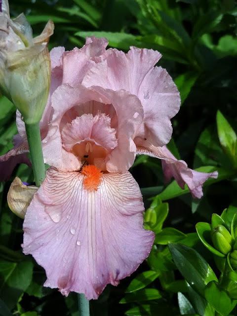 Photo of Tall Bearded Iris (Iris 'Helene C.') uploaded by Orsola
