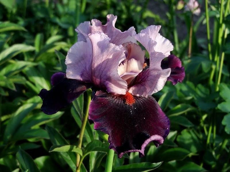 Photo of Tall Bearded Iris (Iris 'Disguise') uploaded by Orsola