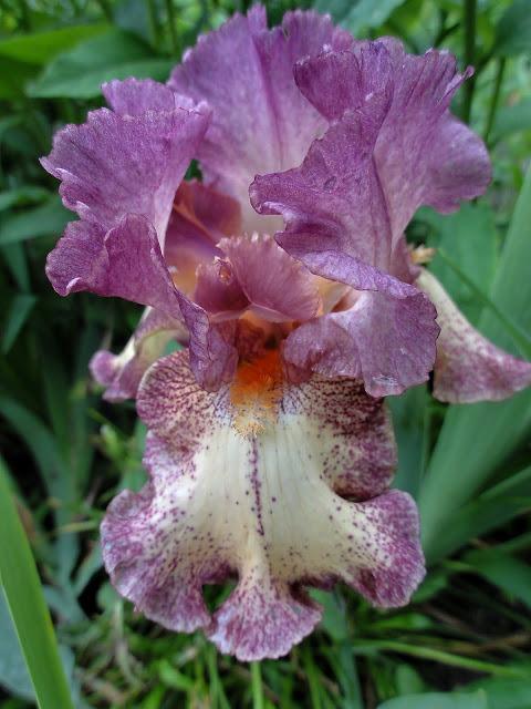 Photo of Tall Bearded Iris (Iris 'Rock Star') uploaded by Orsola