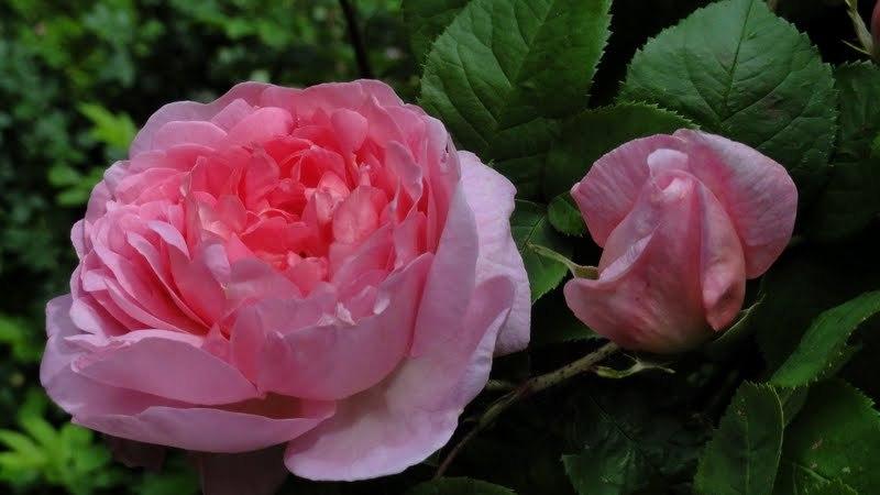 Photo of English Shrub Rose (Rosa 'Constance Spry') uploaded by Orsola