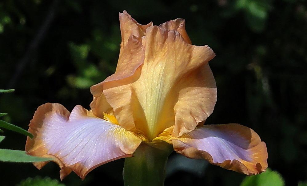 Photo of Tall Bearded Iris (Iris 'Ginger Swirl') uploaded by Orsola